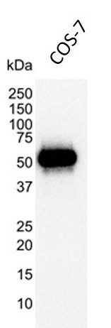 Anti-p53, clone DO-1