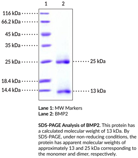 BMP2 (recombinant)