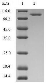 Methylenetetrahydrofolate reductase (NADPH) (MTHFR), human, recombinant