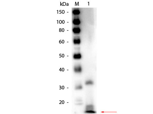 Anti-RIBONUCLEASE A (Bovine Pancreas), Biotin Conjugated