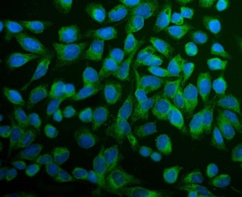 Anti-ERp5 / Endoplasmic reticulum protein 5 / PDIA6