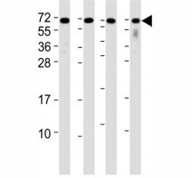 Anti-CD63