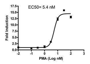 Transfection Collection(TM) : AP1 Transient Pack (JNK Signaling Pathway)