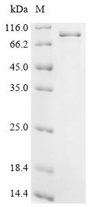 Heterogeneous nuclear ribonucleoprotein L-like (Hnrpll), recombinant mouse