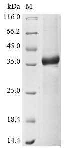 A disintegrin and metalloproteinase with thrombospondin motifs 4 (ADAMTS4), partial, human, recombin