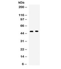 Anti-OX40 / CD134