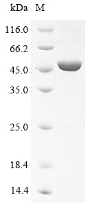Neuronal pentraxin-1 (Nptx1), mouse, recombinant