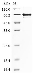 La-related protein 6 (LARP6), human, recombinant
