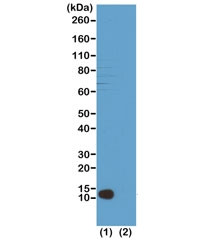 Anti-H4K20me3 / Trimethyl Histone H4 Lysine 20, clone RM208 (recombinant antibody)