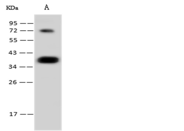 Anti-CGREF1 Monoclonal Recombinant Antibody