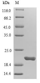 7,8-Dihydro-8-oxoguanine triphosphatase (NUDT1), human, recombinant