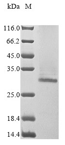 Single-stranded DNA cytosine deaminase (AICDA), human, recombinant
