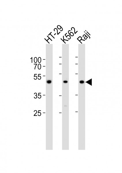 Anti-IL13 receptor alpha 1