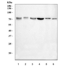 Anti-E2F3