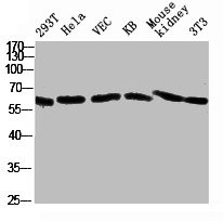 Anti-NOX1