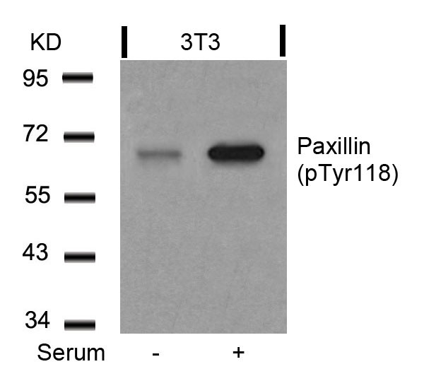 Anti-phospho-Paxillin (Tyr118)