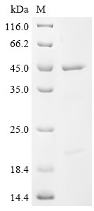 Eukaryotic initiation factor 4A-I (EIF4A1), human, recombinant
