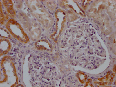 Anti-MFN2 Recombinant Monoclonal, clone 10F6