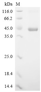 Protein Wnt-5a (Wnt5a), mouse, recombinant