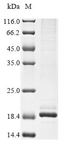 Lysozyme C-2 (Lyz2), mouse, recombinant