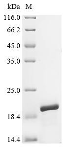 Small nuclear ribonucleoprotein Sm D3 (SNRPD3), human, recombinant