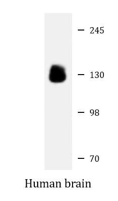Anti-CNTN1 / Contactin 1