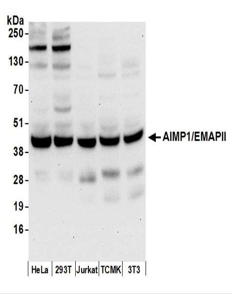 Anti-AIMP1/EMAPII/SCYE1