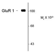 Anti-GluR1