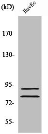 Anti-TGM2