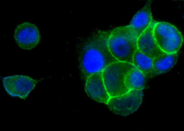 Anti-EphB4/HTK Monoclonal Antibody
