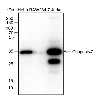 Anti-Recombinant Caspase-7, clone A151
