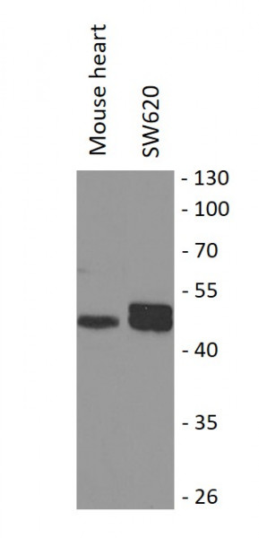 Anti-KMT1B / SUV39H2
