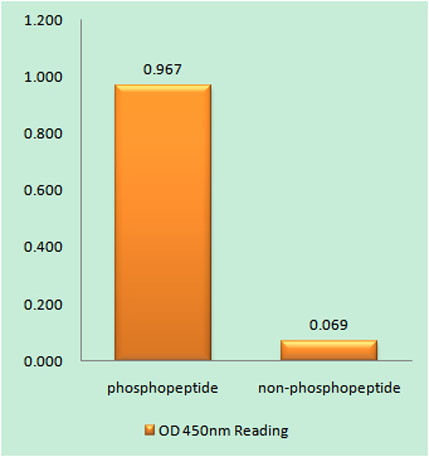 Anti-phospho-ATR (Ser428)