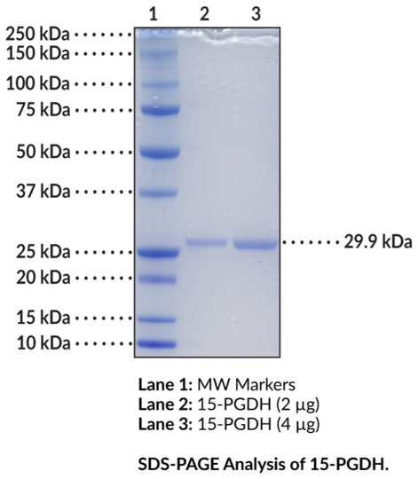 15-hydroxy Prostaglandin Dehydrogenase D50H variant (human, recombinant)