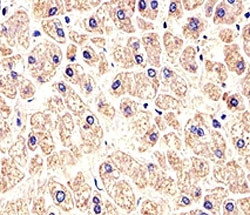 Anti-MET (HGFR), clone 4AT44