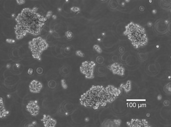 WIL2 Cells