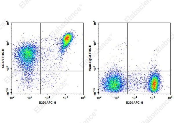 FITC Anti-Mouse CD272 Antibody[6F7]