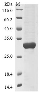 Poly [ADP-ribose] polymerase 9 (PARP9), partial, human, recombinant