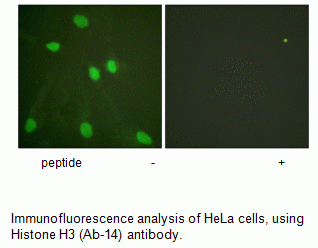 Anti-Histone H3 (Ab-14)