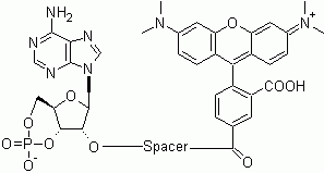 TAMRA-cAMP PDE IV substrate *Red fluorescence*