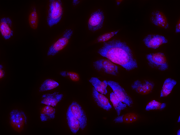 Nucleolus Blue(TM) DCS1 *Dead Cell Staining*