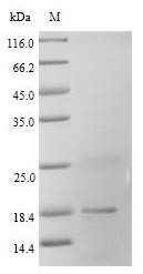 Fatty acid-binding protein, heart (Fabp3), rat, recombinant