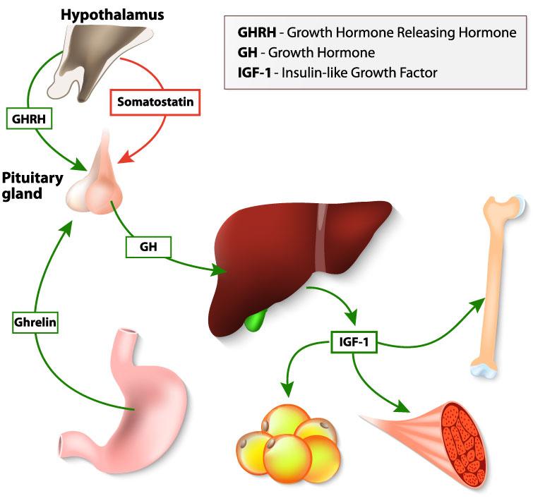 The First Synthetic Production of Growth Hormone | Biomol Blog | Resources | Biomol GmbH - Life Science Shop