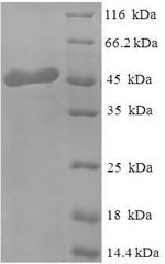 Mimecan (OGN), human, recombinant