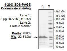 HCV1b (R155Q), active recombinant protein, FLAG-His-tag