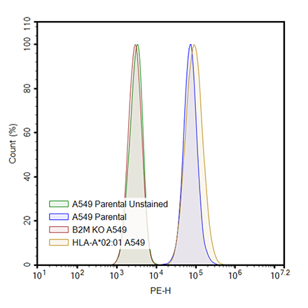 HLA-A*02:01 A549 Cell Line