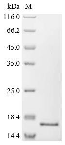C-Jun-amino-terminal kinase-interacting protein 4 (SPAG9), partial, human, recombinant
