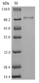 Isthmin-1 (Ism1), mouse, recombinant