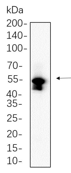 Anti-Recombinant MLKL, clone 12G11