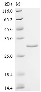 Ras-related protein Rab-6B (RAB6B), human, recombinant